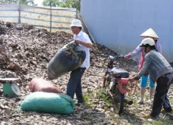 Cơn sốt gom mua lá điều ở Đồng Nai