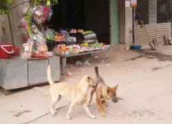 &#8220;Đeo số&#8221; cho chó, mèo