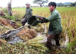 Đi săn&#8230; chuột đồng