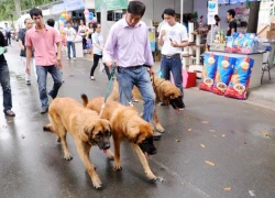 Khuyển nghìn USD gây sốt tại cuộc thi hoa hậu chó