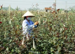 Làng hoa tết tất bật vào mùa