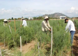 Mưu sinh từ đồng vốn nhỏ - Kỳ 24: Cây "phát tài" trên vùng đất cát