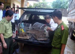 Vận chuyển động vật hoang dã, tông CSGT trọng thương