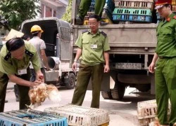 Bắt gà lậu khó như... bắt heroin