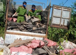 Bắt ô tô chở đầy da trâu bò thối