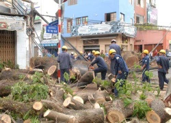 Cây cổ thụ bật gốc làm gãy 5 trụ điện