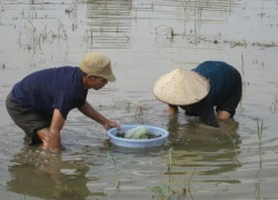 Chồng động kinh dắt vợ mù đi mò ốc