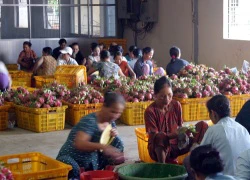 Để thanh long phát triển bền vững