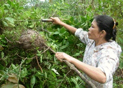 Giòn ngon canh trứng kiến nấu bún