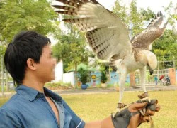 Mốt chơi... "chim vua" để lấy uy