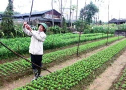 Quất "cháy hàng", dân lo hoa không kịp "đón" Tết