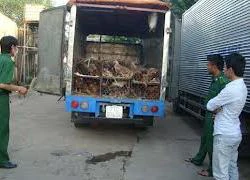 Bắt xe tải chở 385 kg gà thối