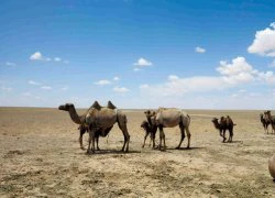 Khám phá sa mạc Gobi