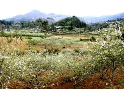 Lung linh cao nguyên trắng Bắc Hà