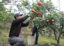 Quýt Tân An - góp phần vào mâm ngũ quả ngày tết