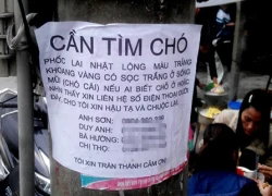 Chi thưởng đến 50 triệu đồng để tìm chó đi lạc