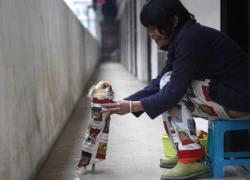 Con chó đi bằng hai chân