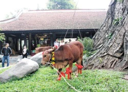 Lộ thêm chuyện lạ về "thần xà" nhập dây chuyền ở HN