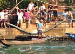 Phong Nha lại "nóng" vì gỗ huê