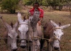 Tập quán khác thường ở Colombia: "Sex" với... lừa