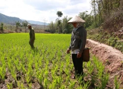 Vét từng can nuớc chống hạn