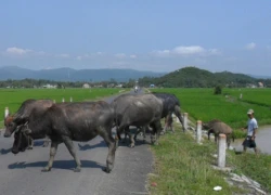 16 con trâu mất tích "bất thình lình"