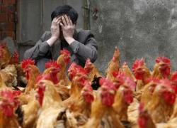 Cúm A/H7N9 trực chờ bùng phát