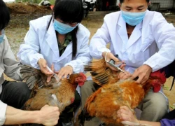 H7N9 là virus cúm nguy hiểm nhất từ trước tới nay