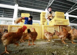 Nguy cơ lây lan và biện pháp phòng tránh H7N9