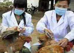 TQ: Tìm thấy H7N9 gây chết người trong bồ câu