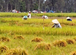 Một nông dân chết ngoài đồng, nghi do say nắng