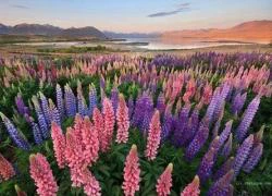 Ngắm thiên đường hoa lupine New Zealand