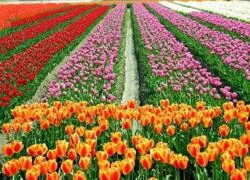 Những thiên đường hoa tulip không đến từ Hà Lan