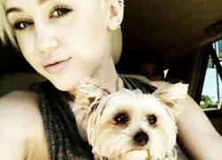 Miley Cyrus dành tặng ca khúc mới cho... cún cưng