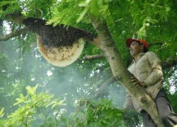 Nghề 'săn' trái ké và các chiêu làm mật ong giả