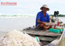 Ngư phủ 'sát' cá khủng trên sông Hậu