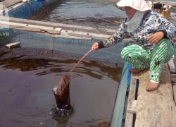 Tràn dầu trên biển Quy Nhơn, hàng chục ngư dân đang điêu đứng