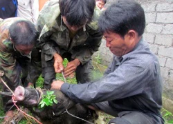 Bất ngờ bị lợn rừng tấn công, hai người bị thương nặng