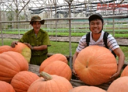 Bí "siêu khủng"