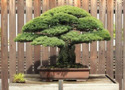 Bonsai 388 năm tuổi ở Nhật