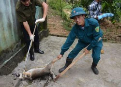 Chiến dịch diệt chó hoang ở ngoại ô Hà Nội