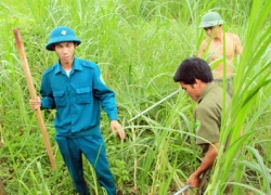 Kinh hoàng trước đàn chó lạ