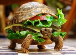 Ngụy trang rùa thành bánh hamburger để qua mặt hải quan