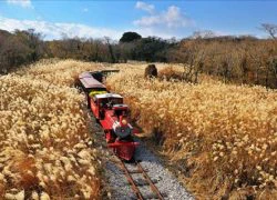 Thu nồng nàn tại xứ sở Kim chi