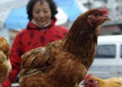 Virút cúm H7N9 lây từ người sang người