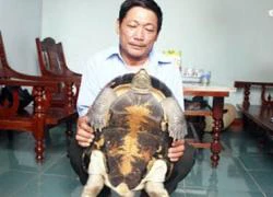 'Cụ rùa' nặng 13kg bò vào nhà dân ở Nghệ An