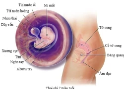 Hiện tượng bí ẩn nhất thai kỳ: sự hình thành trái tim của thai nhi