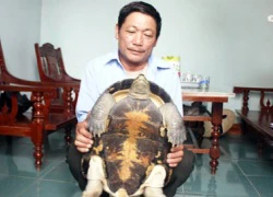 Hy hữu "rùa thần" nặng 12kg bò vào nhà dân