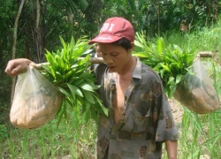 Ngày đầu cha con &#8220;người rừng&#8221; lên rẫy trồng keo