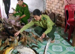 Phát hiện nhiều tiêu bản động vật hoang dã quý hiếm